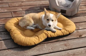 Top 5 Trending Dog Bed