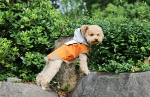 Top 5 Best Dog Clothes Options for Retailers in 2025