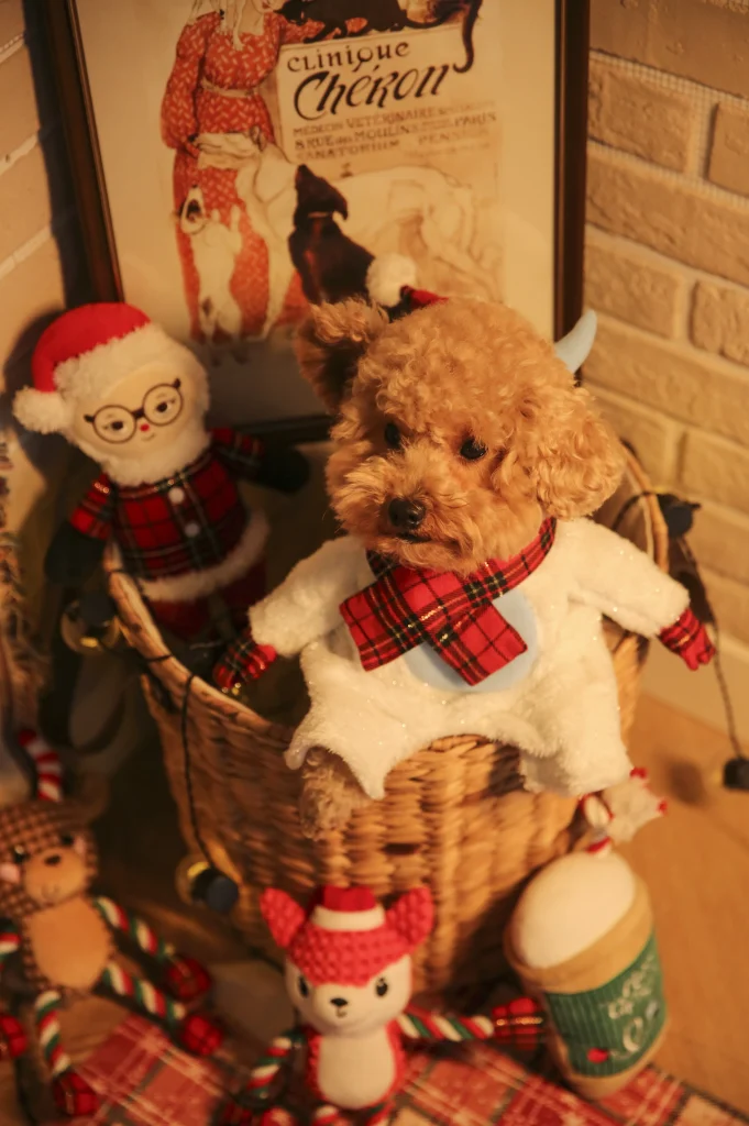 Christmas Pet Supplies-3