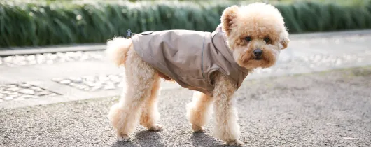 맞춤형 개 코트-1