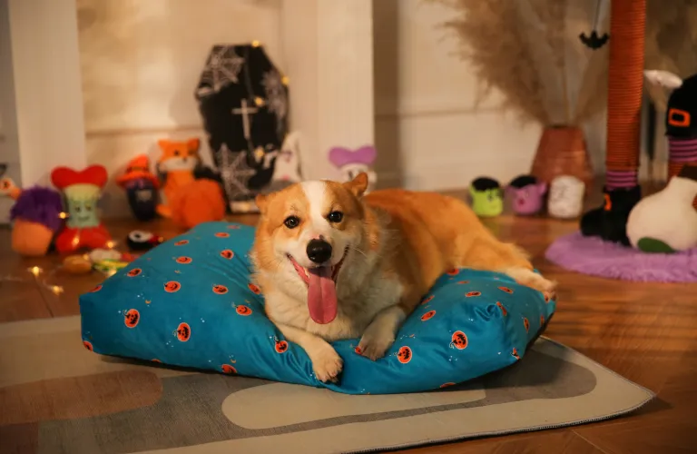 Prodotti per animali domestici di Halloween