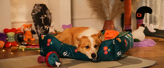 Forniture per animali domestici di Halloween-1