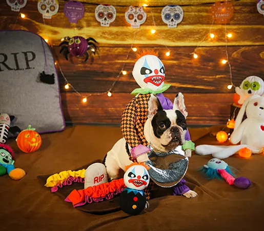 Forniture per animali domestici di Halloween-3