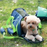 Le migliori borse da trasporto per cani