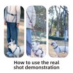 제조업체 개 목줄 칼라 세트