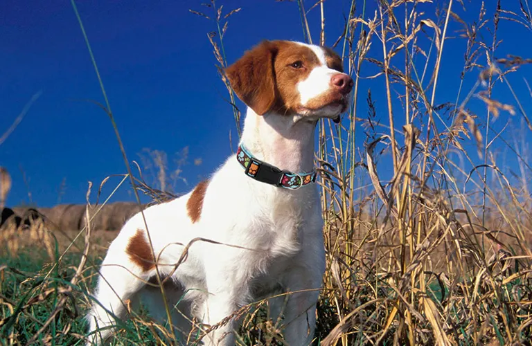 2024: approfondimenti sul mercato dell'industria degli animali domestici negli Stati Uniti - Tendenza