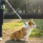 ошейник для собак шлейка поводок набор оптом