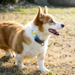 ошейник для собак шлейка поводок комплект компания