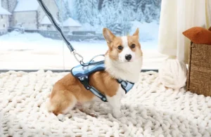 dog harness manufacture