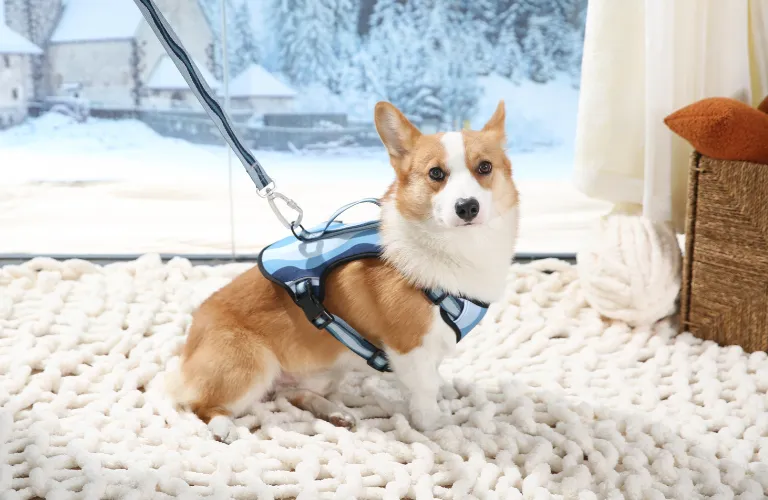 produzione di pettorine per cani