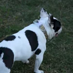 LED 개 목걸이 회사