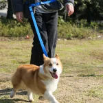 ポリ塩化ビニールの犬の鎖製造者