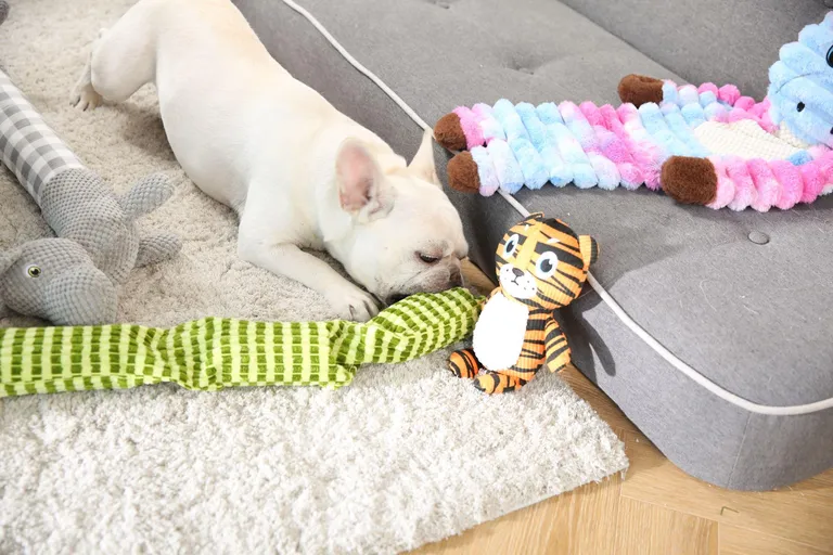 Quietschendes Tauziehspielzeug für Hunde