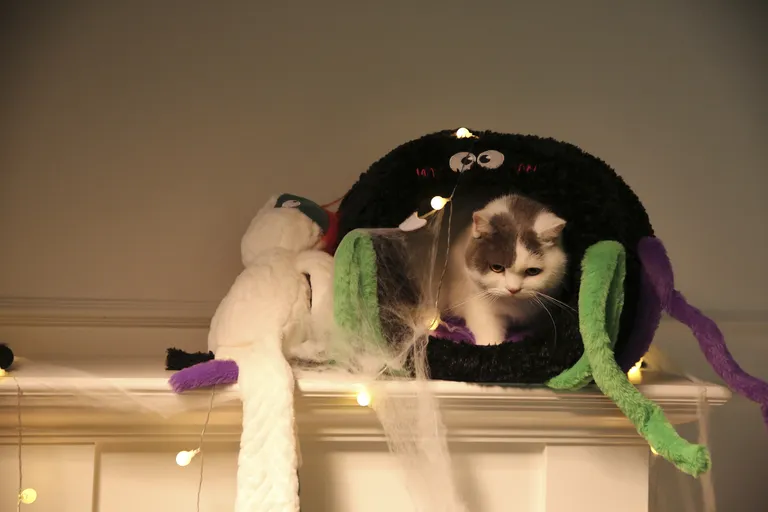 Halloween Pet Beds and Caves
