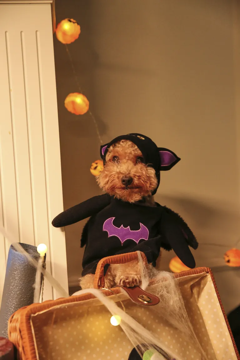 Halloween-Themed Pet Costumes