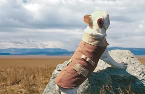 Types de manteaux pour chiens