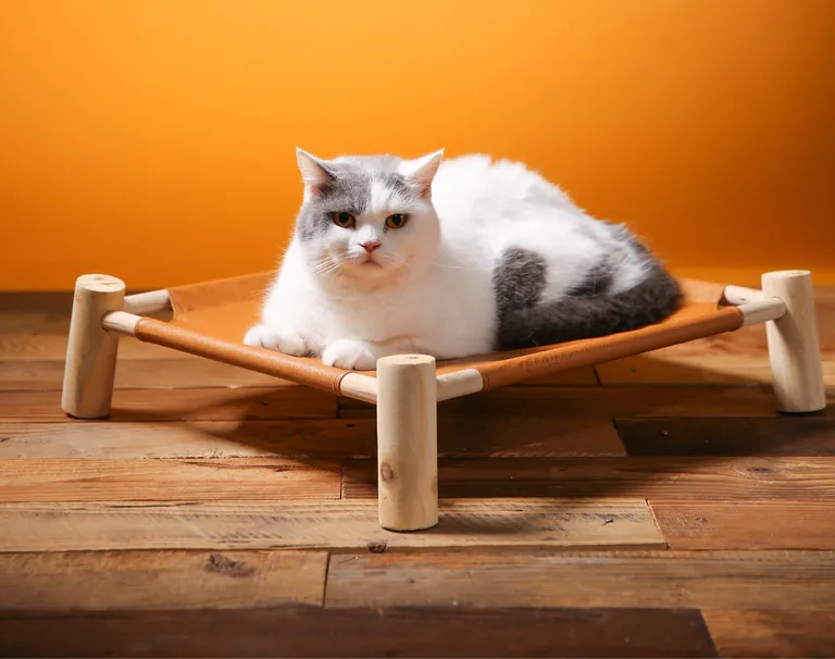 Camas elevadas para gatos