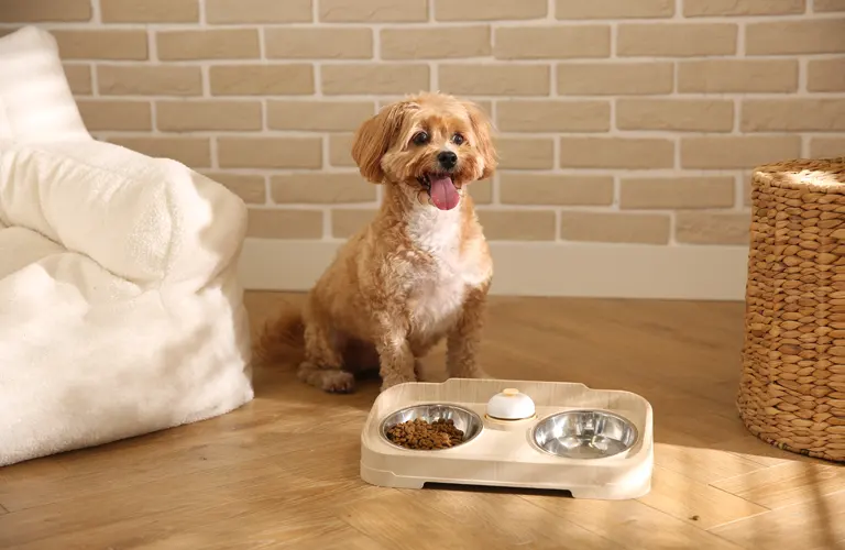 Ciotole per animali domestici in ceramica o in acciaio inox o in plastica