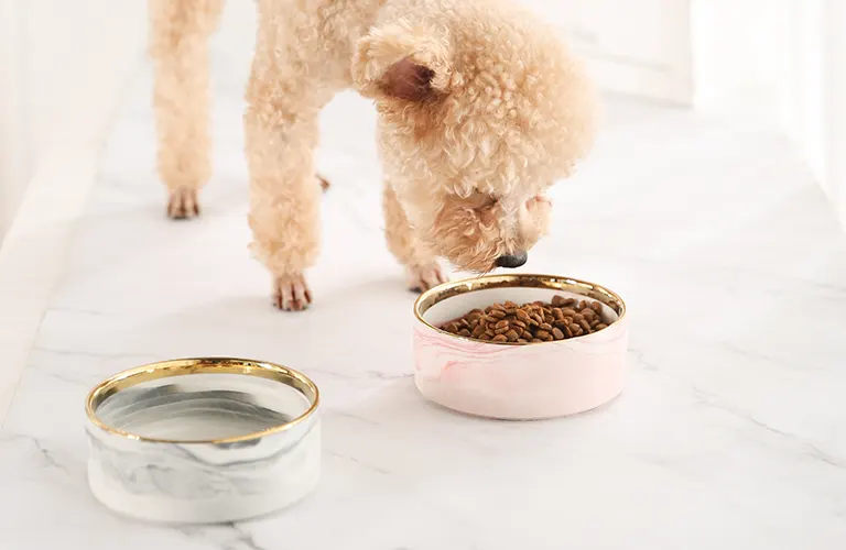 Bols en plastique pour animaux de compagnie