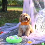 Giocattolo personalizzato per l'addestramento dei cani