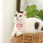 Fancy Cat Collar Custom