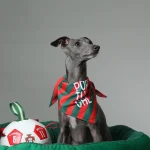 Бандана для животных на заказ