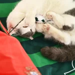 맞춤형 고양이용 터널 침대