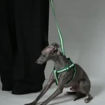 dog leash harness set bulk