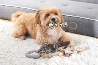 giocattolo da masticare