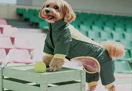 pet apparel