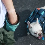 Dog Training Treat Bags