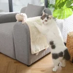 grattoir pour chat sur le canapé