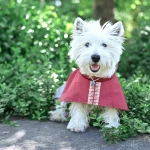 Outdoor dog raincoat