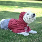 dog raincoats