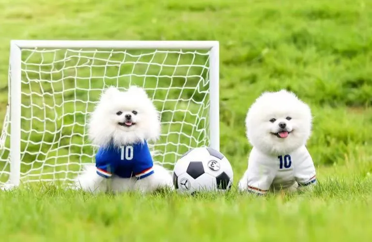 pet economy World Cup