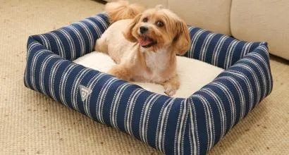 Eco letti per animali domestici