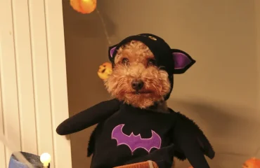 Kostuums voor huisdieren met Halloween-thema