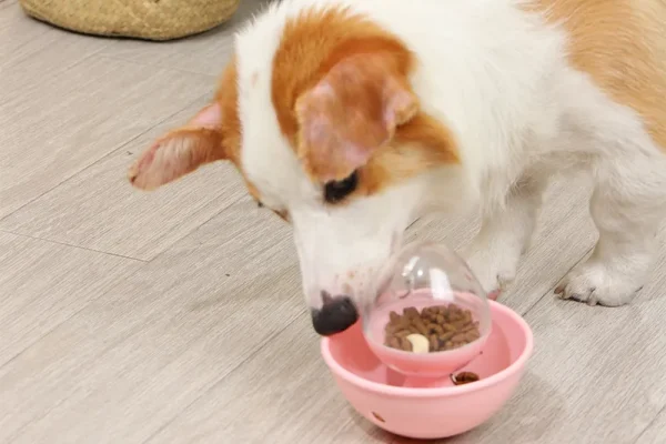 Hundespielzeug aus Plastik