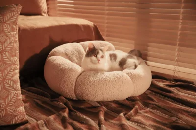 boucle bed dog
