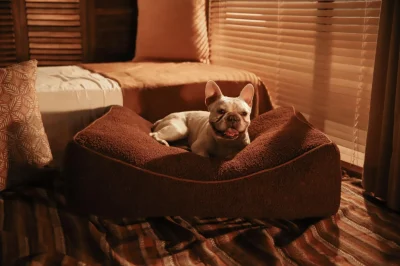 boucle dog beds
