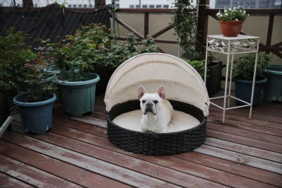 dog bed with canopy