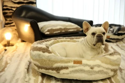 large boucle dog bed