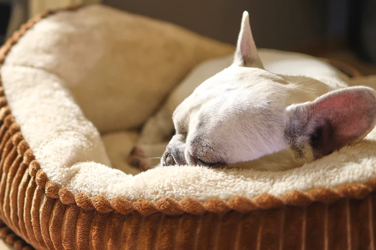 pet dog beds